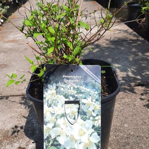 philadelphus-00005503-červen