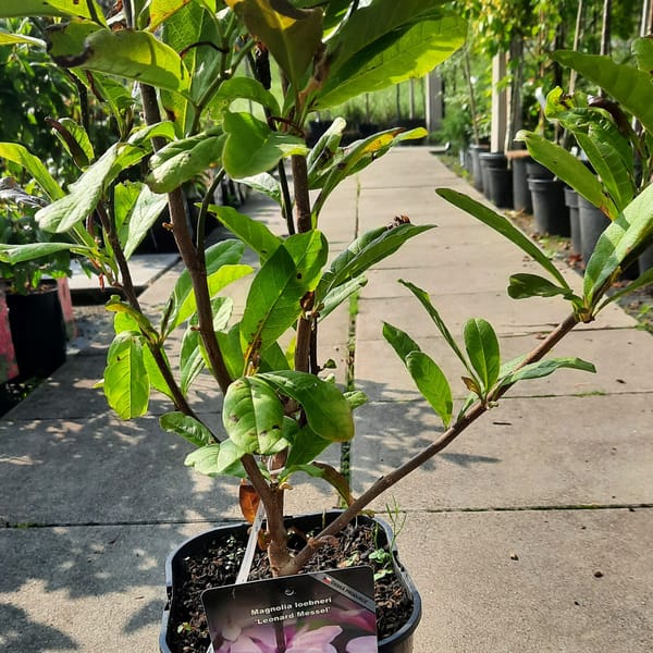 hydrangea-00007069-červen