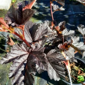 physocarpus-00007574-červen