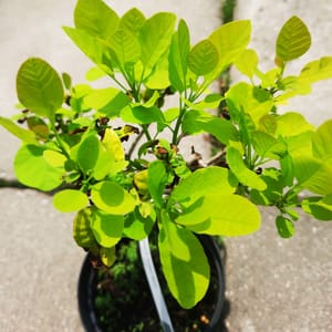 cotinus-00005545-červen
