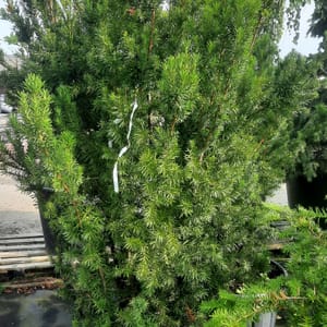 taxus-00005318-červen