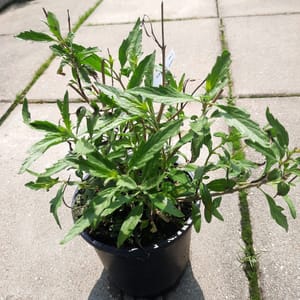 caryopteris-00007419-červen