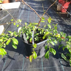 chaenomeles-00007435-červen