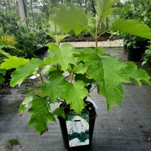 hydrangea-00007072-červenec
