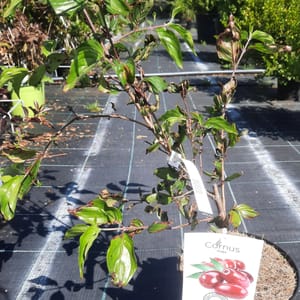 cornus-00007609-červen