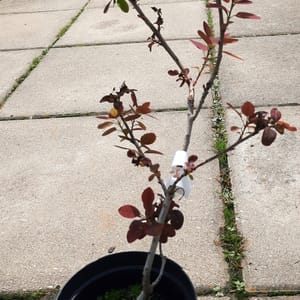 cotinus-00005546-červen