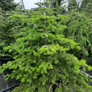 abies-00005657-červen