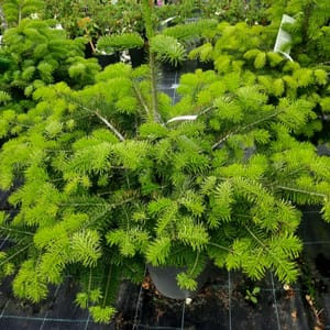 abies-00007101-červen