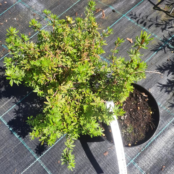 potentilla-00007542-červen