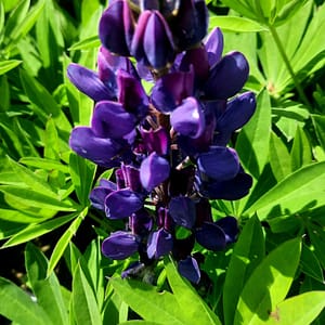lupinus-00006751-červenec