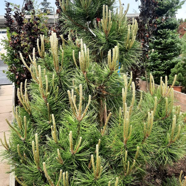 pinus-00006306-červen