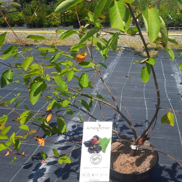 amelanchier-00007111-červen