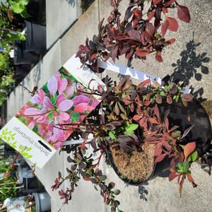 berberis-00007417-červen