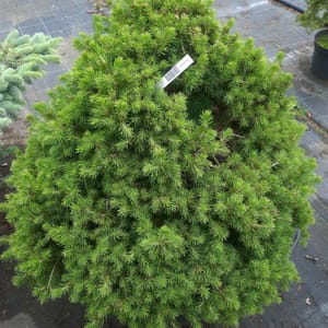 picea-00003343-červen