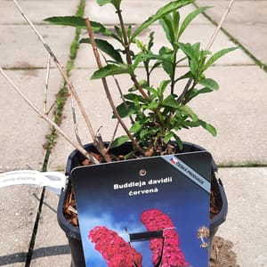 buddleja-00007406-červen