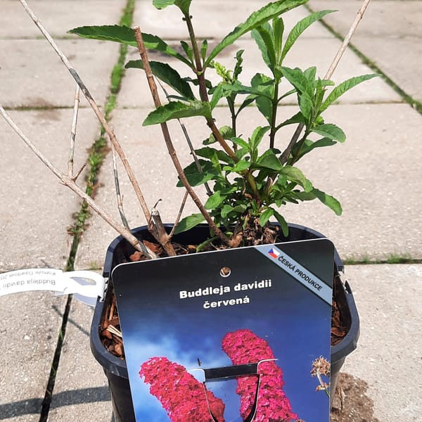 buddleja-00007406-červen