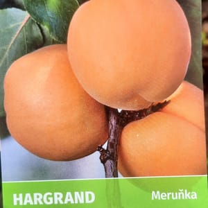 prunus-00006497-červen