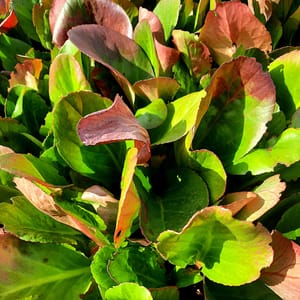 helenium-00006683-červenec