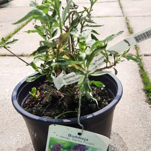 buddleja-00005037-červen