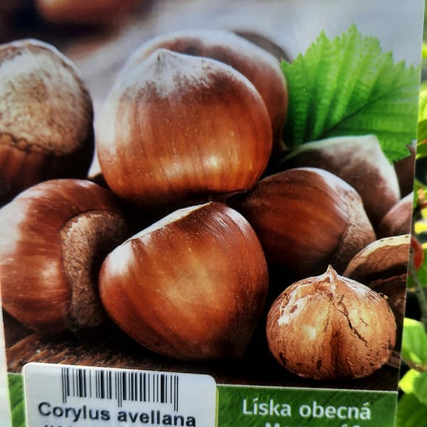 corylus-00006936-červen