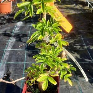 sambucus-00005424-červen