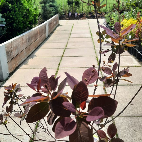cotinus-00006084-červen