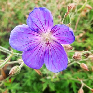 geranium-00006671-červenec