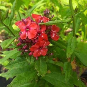 phlox-00006789-červenec