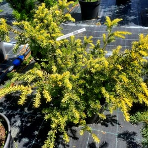 taxus-00003018-červen