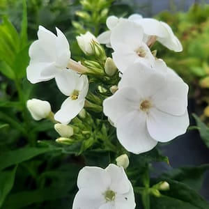 phlox-00006793-červenec