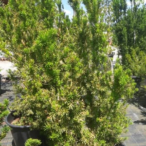 taxus-00003959-červen