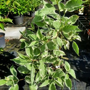 cornus-00003639-červen