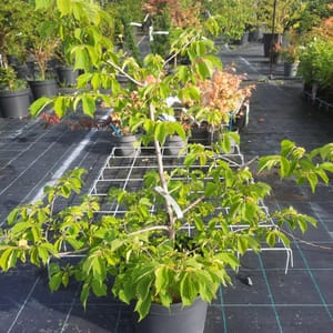 corylus-00003989-červen