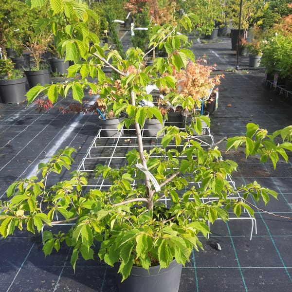 corylus-00003989-červen