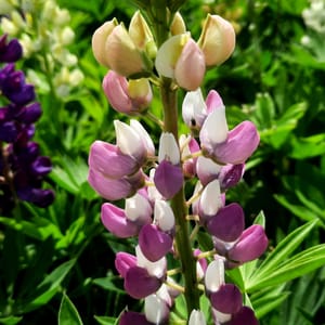 lupinus-00006751-červenec