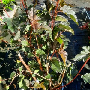 physocarpus-00007573-červen