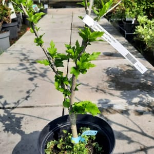 hibiscus-00005770-červen