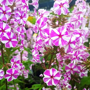 phlox-00006785-červenec