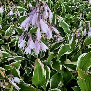 hosta-00006708-červenec