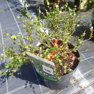 betula-00007265-červen