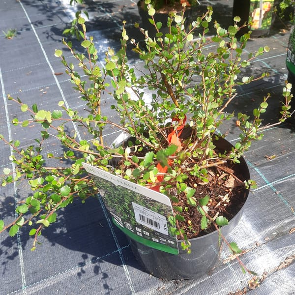 betula-00007265-červen