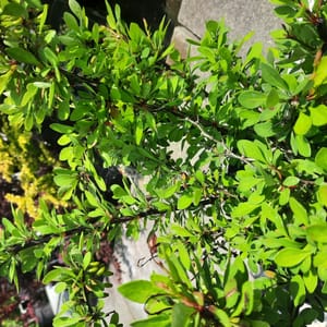 berberis-00003425-červen