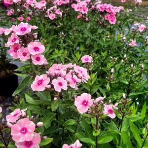 phlox-00006791-červenec