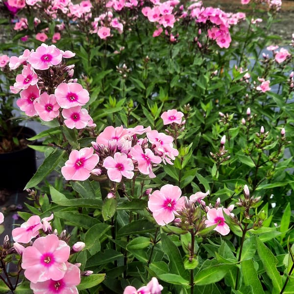 phlox-00006791-červenec