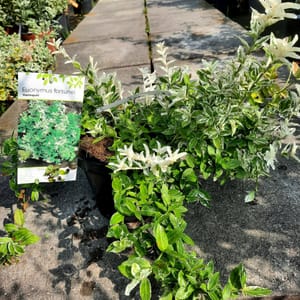 euonymus-00007152-červen