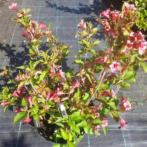 weigela-00006205-červen