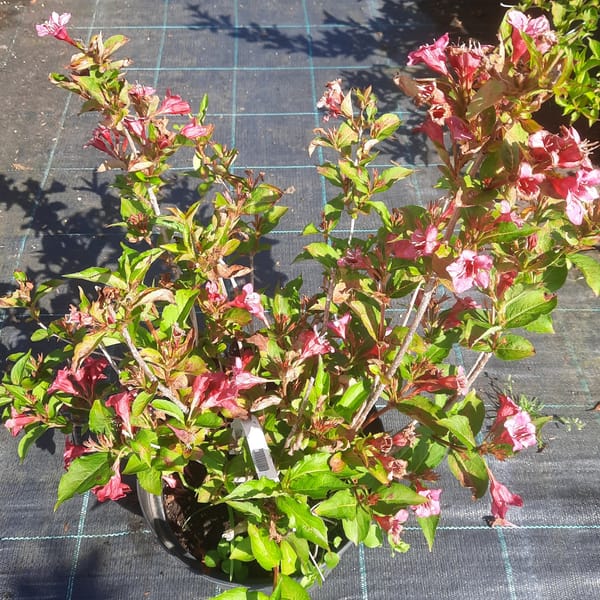 weigela-00006205-červen