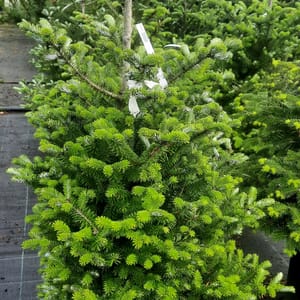 abies-00007100-červen