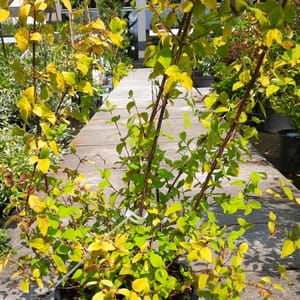 philadelphus-00007497-červen
