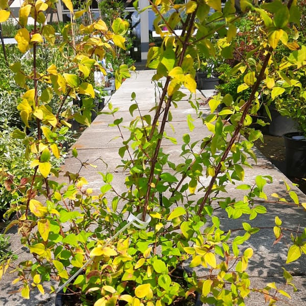 philadelphus-00007497-červen